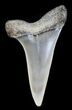 Fossil Mako Tooth - Maryland #29947-1